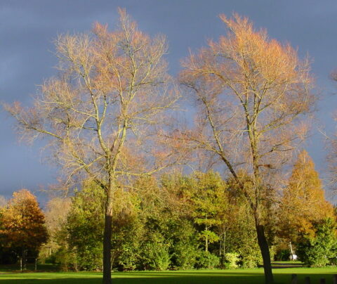 Twee kale bomen verlicht door zonsondergang voor een donkere, bewolkte lucht en groene achtergrond.