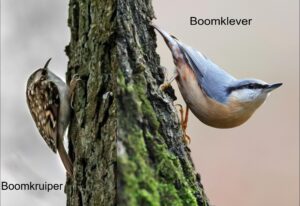 Boomkruiper en boomklever, Jaap Kranenborg. IVN DRVU