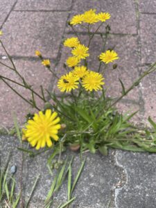 Stoepplantjes in Uithoorn - Foto: Jetske van den Bijtel