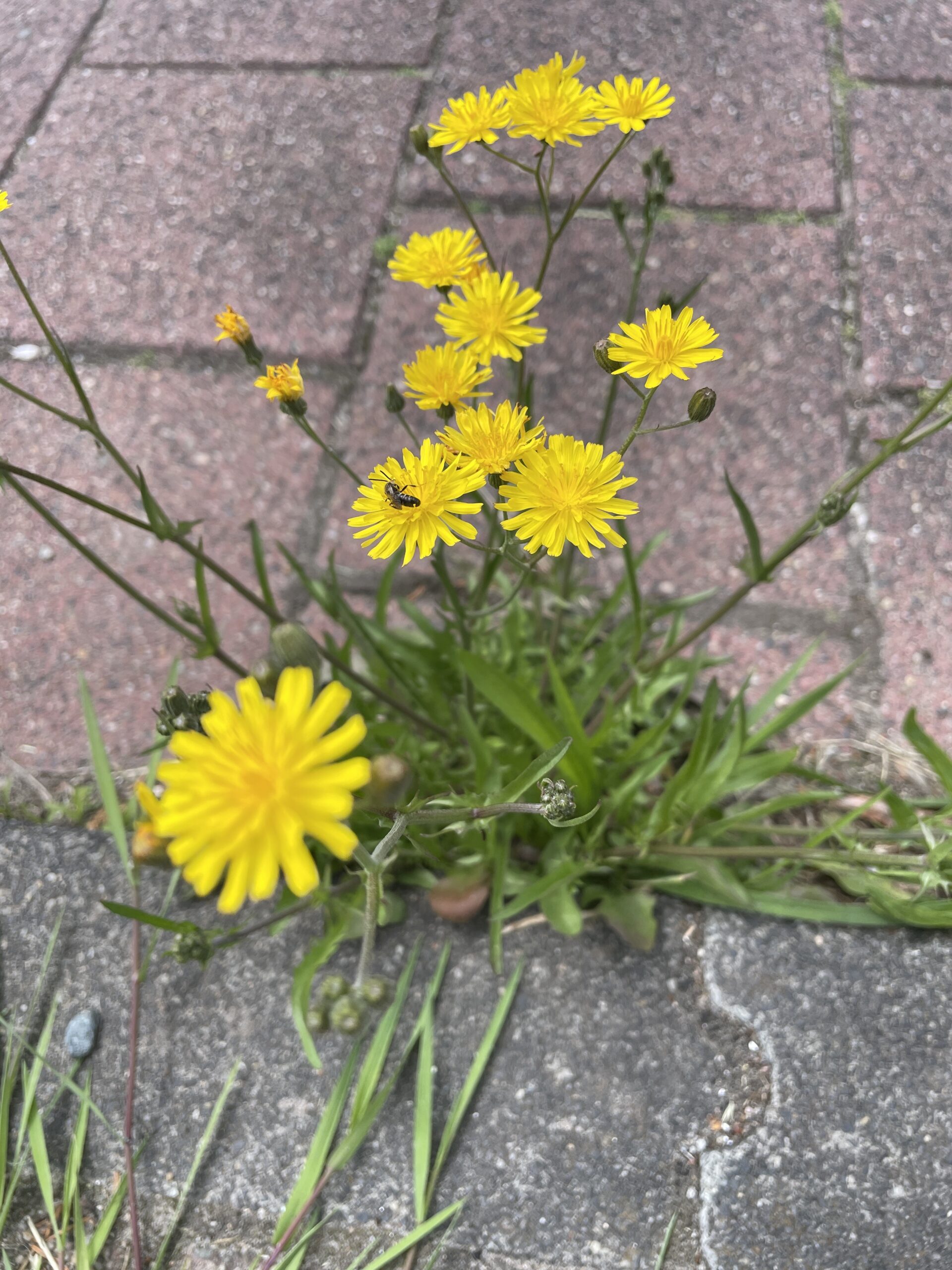 Gele bloemen en gras groeien tussen stenen tegels op een stoep. Een insect zit op een bloem.
