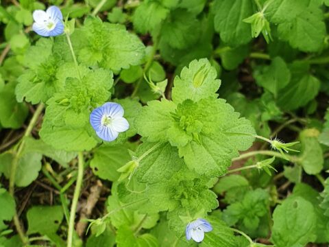 Groene bladeren met kleine, blauwe bloemen in bloei, omgeven door verse vegetatie.