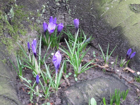 Paarse krokussen groeien tussen mos en boomwortels op vochtige grond.