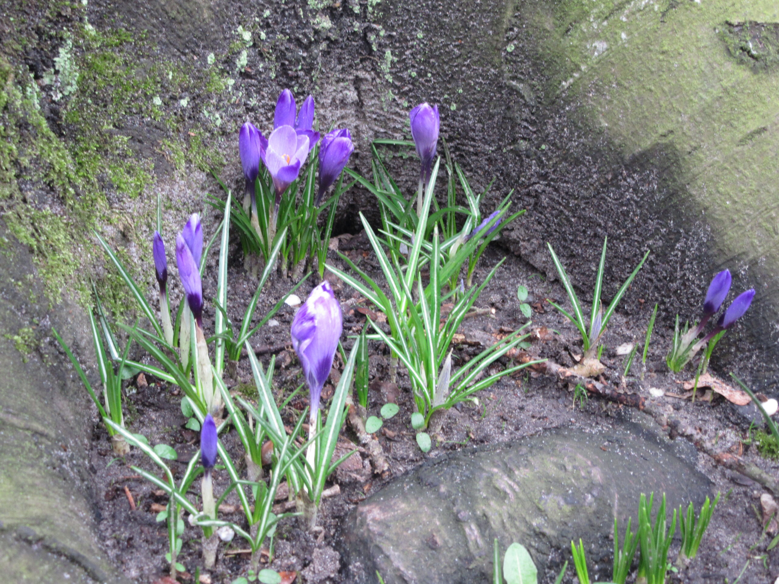 Paarse krokussen groeien tussen mos en boomwortels op vochtige grond.