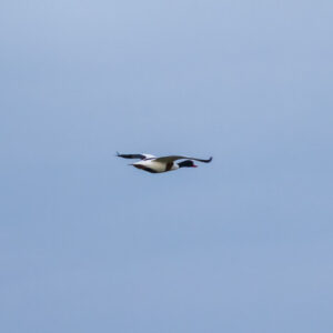 Bergeend in Friesland - Foto Monique ten Hagen