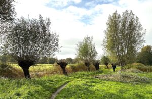 Wilgen op het landje van Vermeij