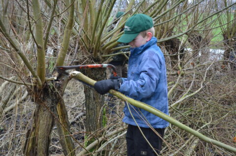 Een kind snoeit wilgenbomen met een zaag in een bosrijk gebied.