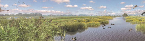 Landelijk landschap met rietvelden, water en vliegende vogels onder een bewolkte hemel.