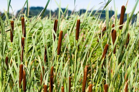 Rietplanten met bruine sigaarvormige toppen in een groene omgeving.