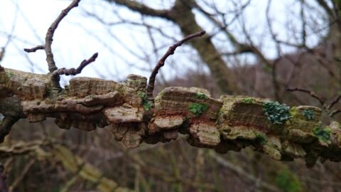 Knoestige boomtak met korstmossen en grillige vormen, op de achtergrond onscherpe takken.