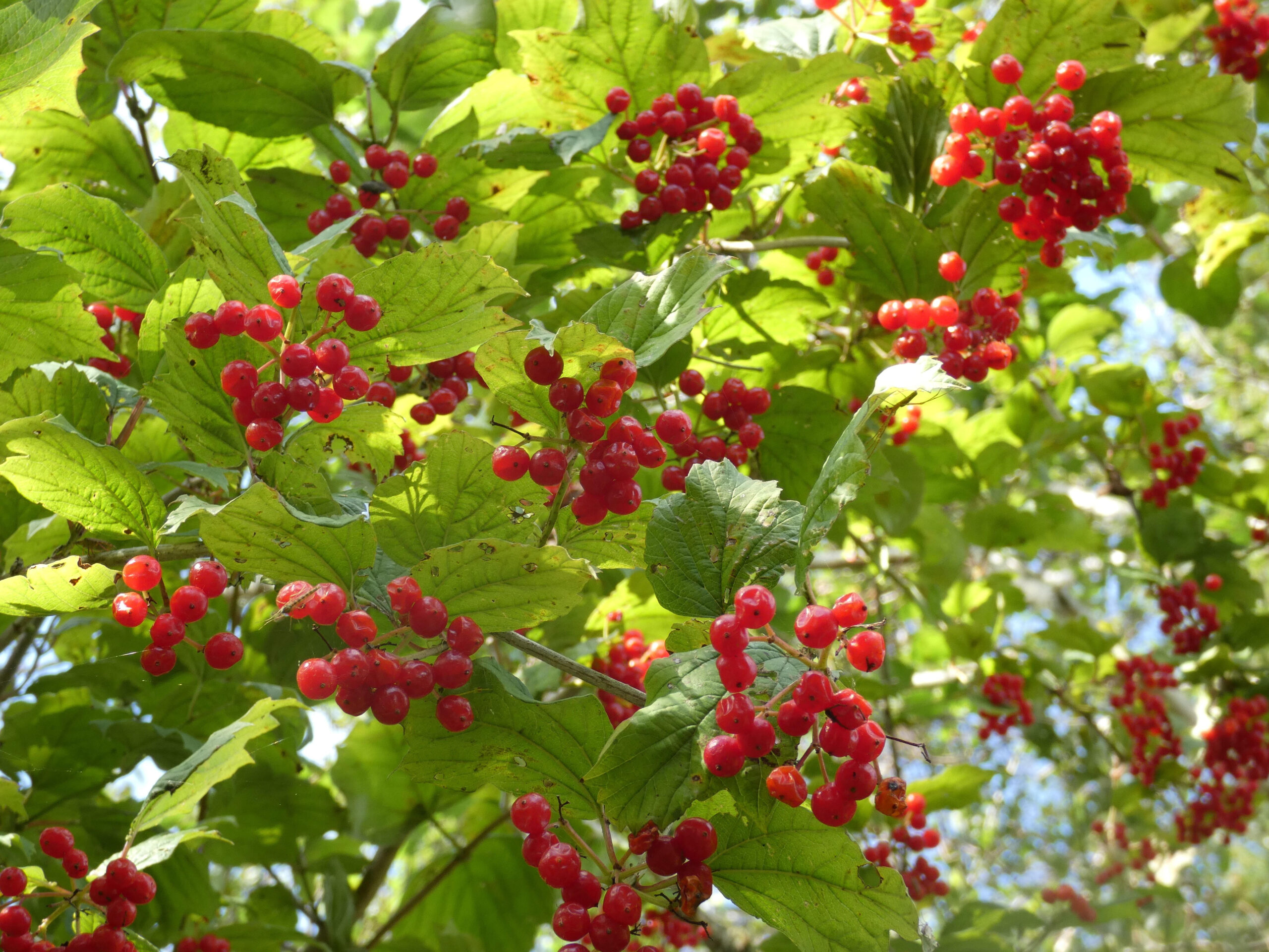 Takken met felrode bessen en groene bladeren in de zon.