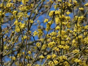 Bloeiende gele kornoelje - Foto Ineke Bams