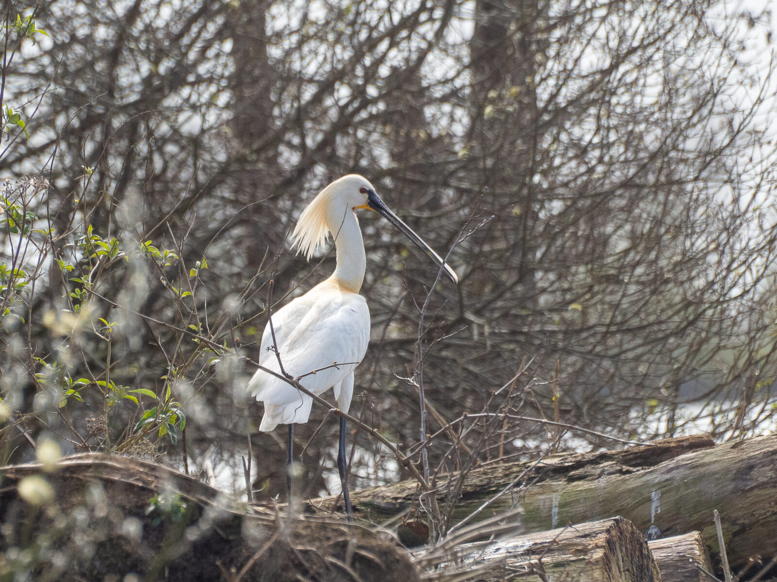 Witte lepelaar met kuif staat op takken tussen struiken.