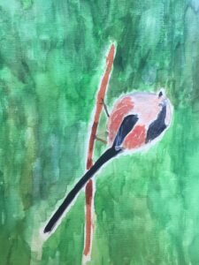 Staartmees Foto IVN DRVU