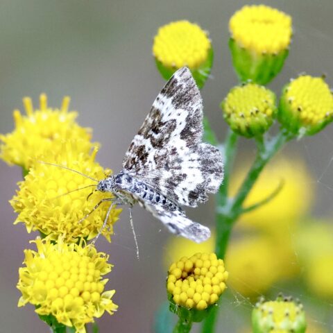 Bruine vlinder op gele bloemen tegen een groene en vaag grijze achtergrond.