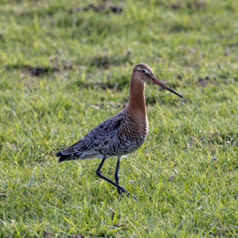 Grutto loopt in grasveld, met bruin verenkleed en lange rechte snavel.