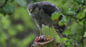 Sperwer op een tak eet prooi, omringd door groene bladeren.