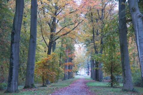 Amsterdamse Bos - Paddenstoelen Werkgroep IVN DRVU
