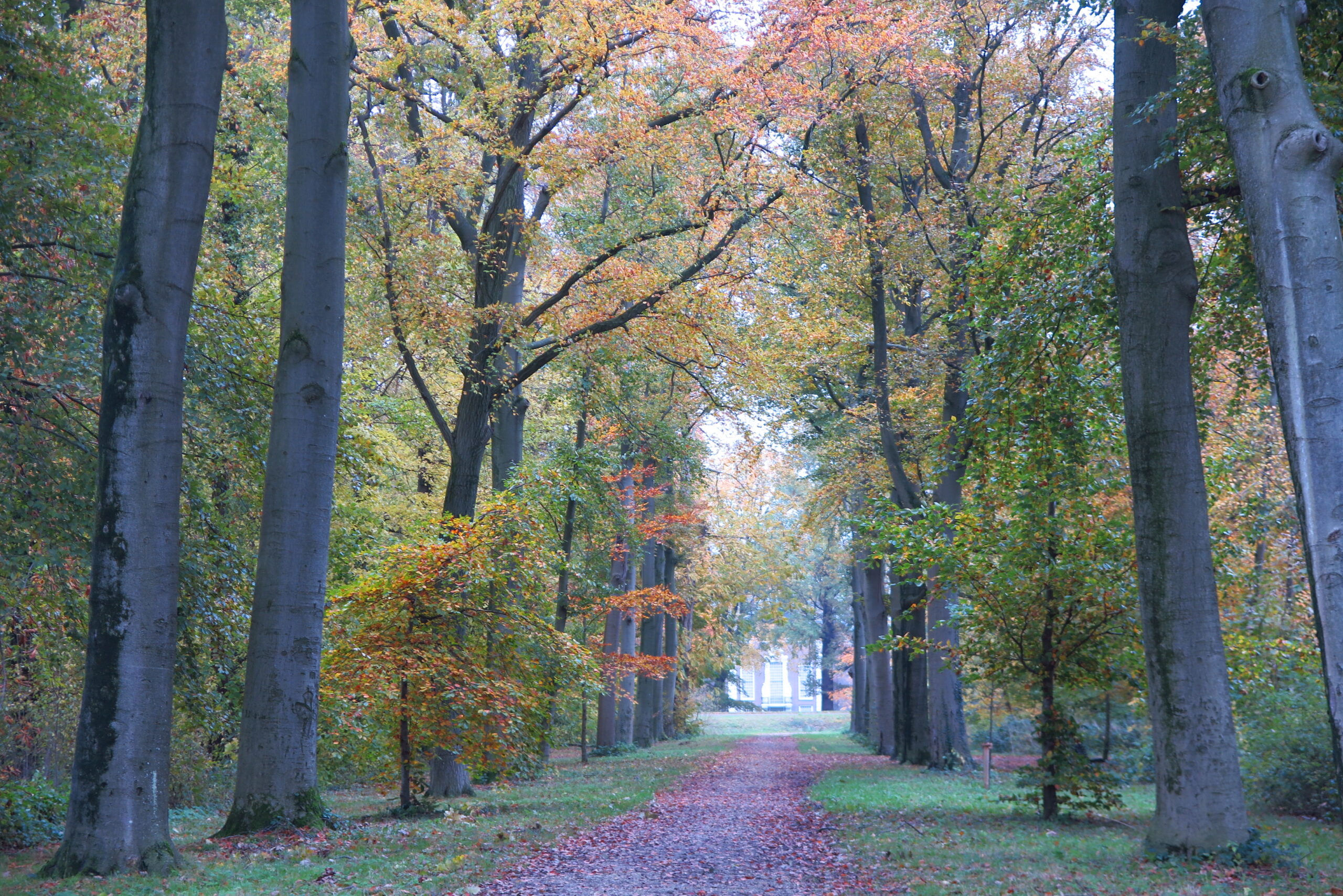 Amsterdamse Bos - Paddenstoelen Werkgroep IVN DRVU