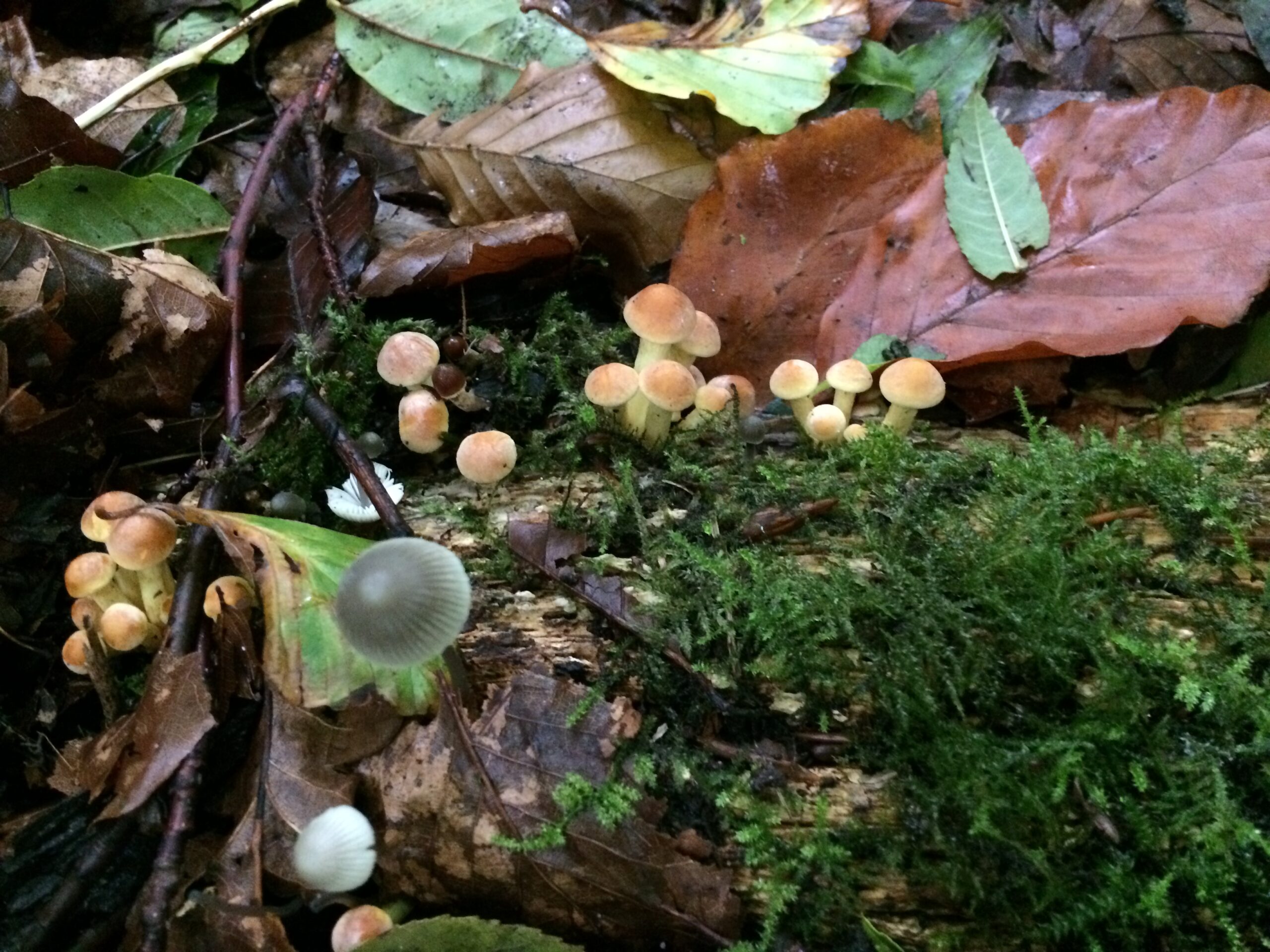 Paddenstoelen groeien op een bedekte, met mos begroeide bosbodem met gevallen bladeren.