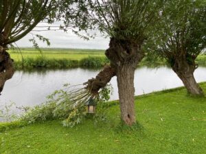 Gespleten wilg - IVN DRVU - Catherine van de Graaf