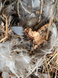 Nest in een gespleten boom - IVN DRVU - Catherine van de Graaf