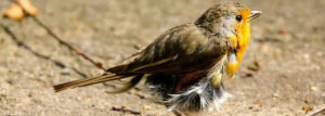 Ruiende Roodborst - Foto Jaap Kranenborg