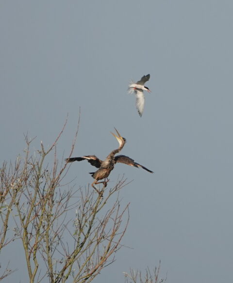Een reiger op een boomtak kijkt omhoog naar een vliegende meeuw tegen een blauwe lucht.