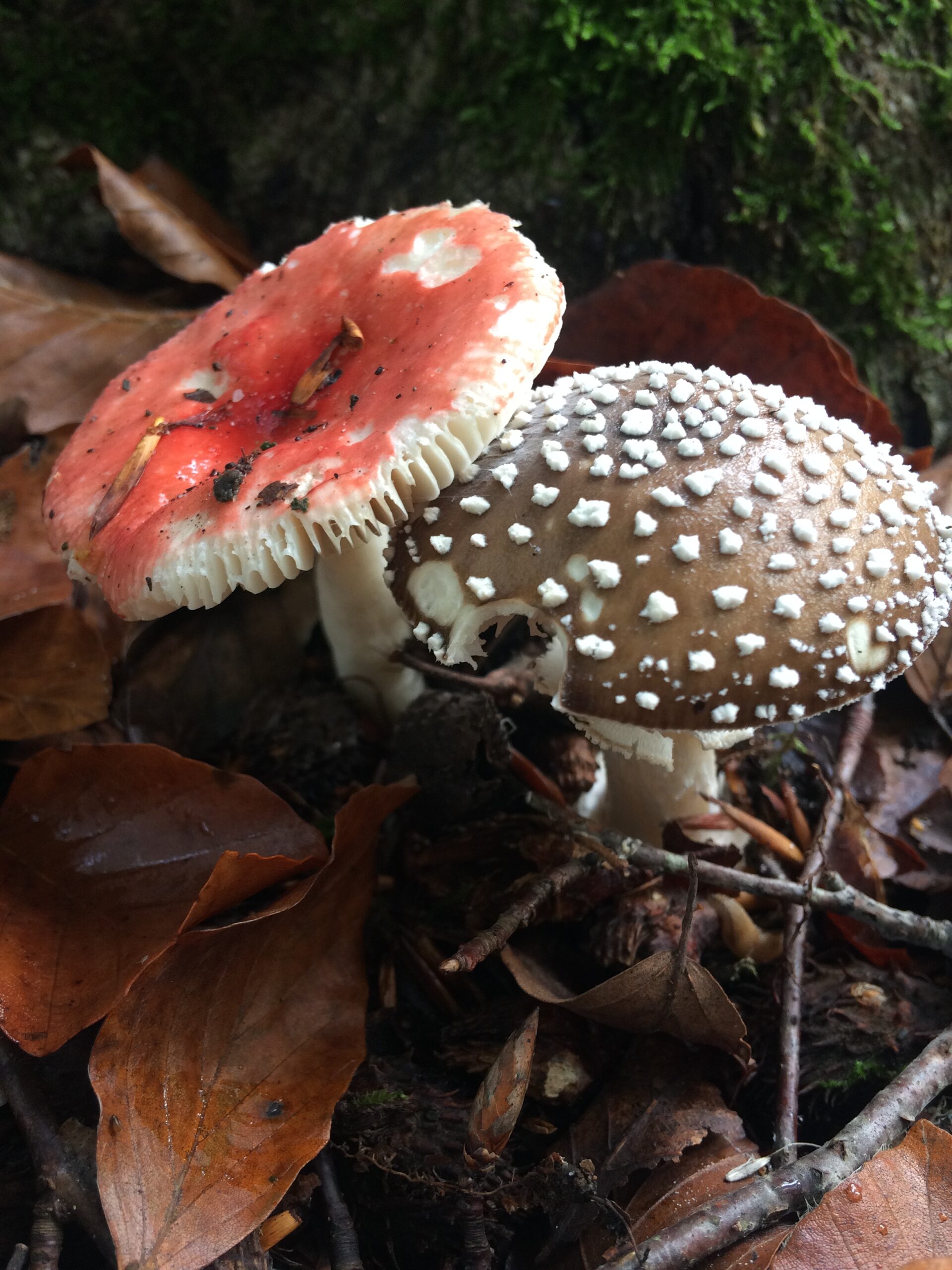 Twee paddenstoelen: een rood met witte stippen en een bruine met witte vlekken, tussen herfstbladeren.