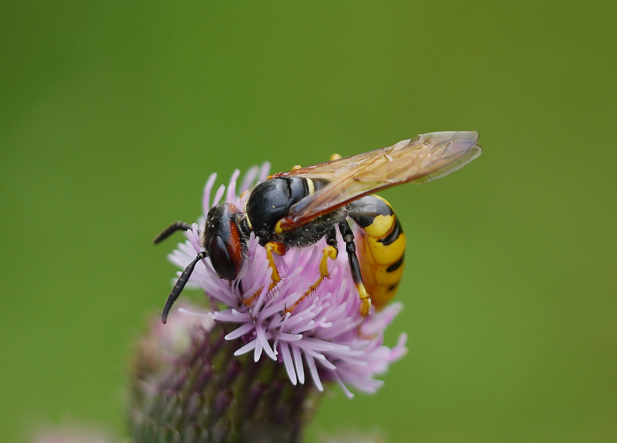 Insectenwerkgroep