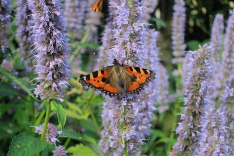 Publicatie van Foto’s en Algemene verordening gegevensbescherming AVG