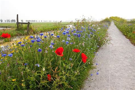 Bloemen langs een pad met klaprozen en korenbloemen, weiland en hek op de achtergrond.