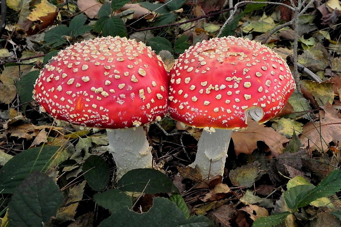 Twee vliegenzwammen met rode hoeden en witte stippen, omringd door herfstbladeren.