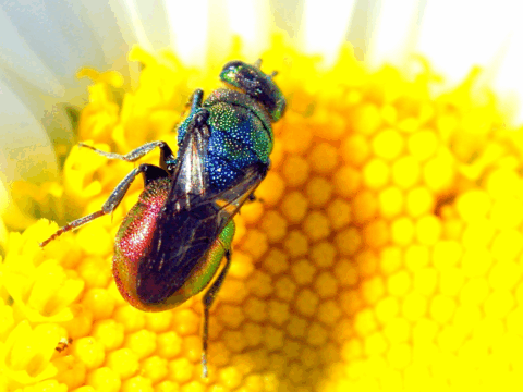 Metaalkleurige vlieg op een felgele bloem.