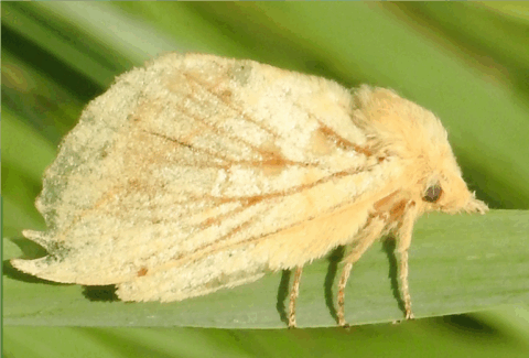 Gele nachtvlinder rust op een groene stengel, met duidelijke patronen op zijn vleugels.