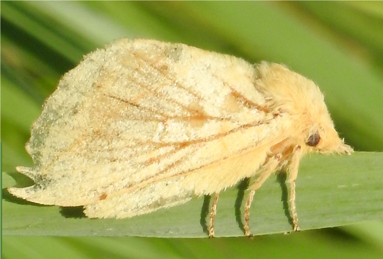 Gele nachtvlinder rust op een groene stengel, met duidelijke patronen op zijn vleugels.
