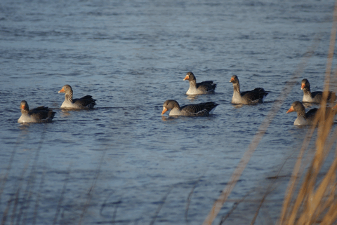 Een groep ganzen zwemt samen in blauw water met riet op de voorgrond.