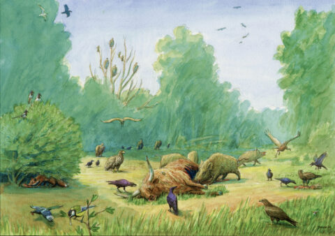 Boslandschap met een dood dier omringd door vogels en wilde zwijnen, omgeven door groene bomen.