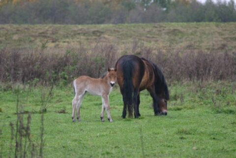 Een veulen en een paard grazen in een groen veld met een bosrijke achtergrond.