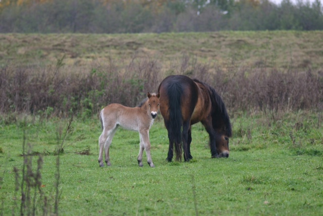 Een veulen en een paard grazen in een groen veld met een bosrijke achtergrond.
