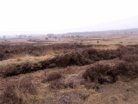 Mistige heidevlakte met verspreide struiken en gras, horizon met bomen in de verte.