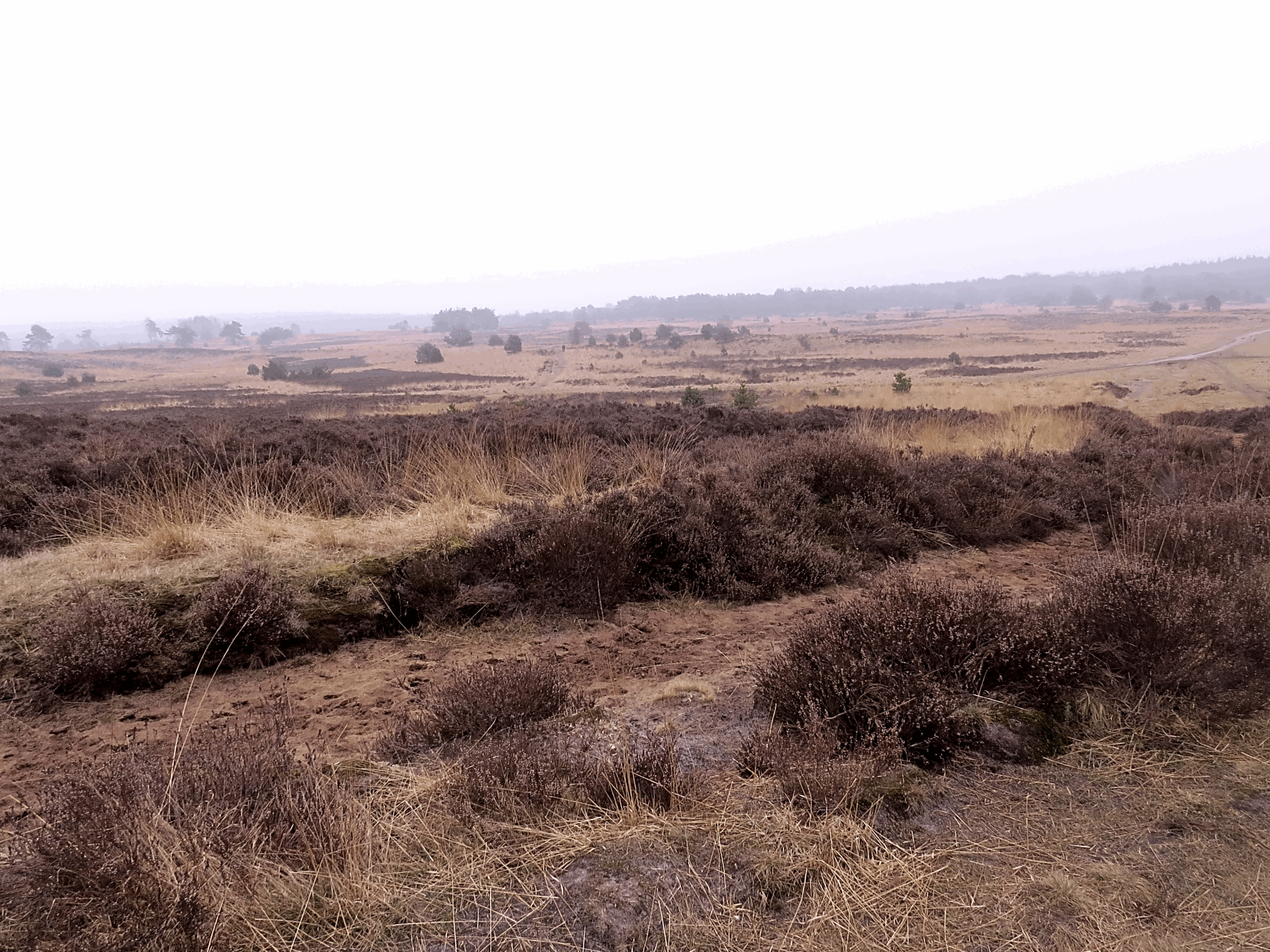 Mistige heidevlakte met verspreide struiken en gras, horizon met bomen in de verte.
