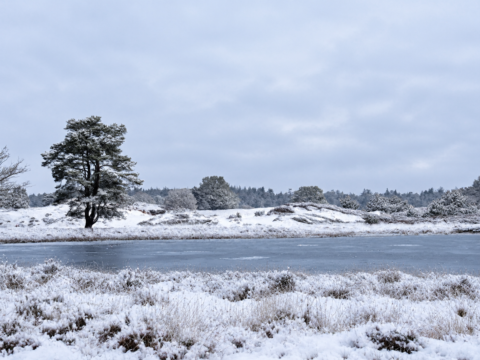 Besneeuwd landschap met eenzame boom en bevroren vijver onder een bewolkte hemel.