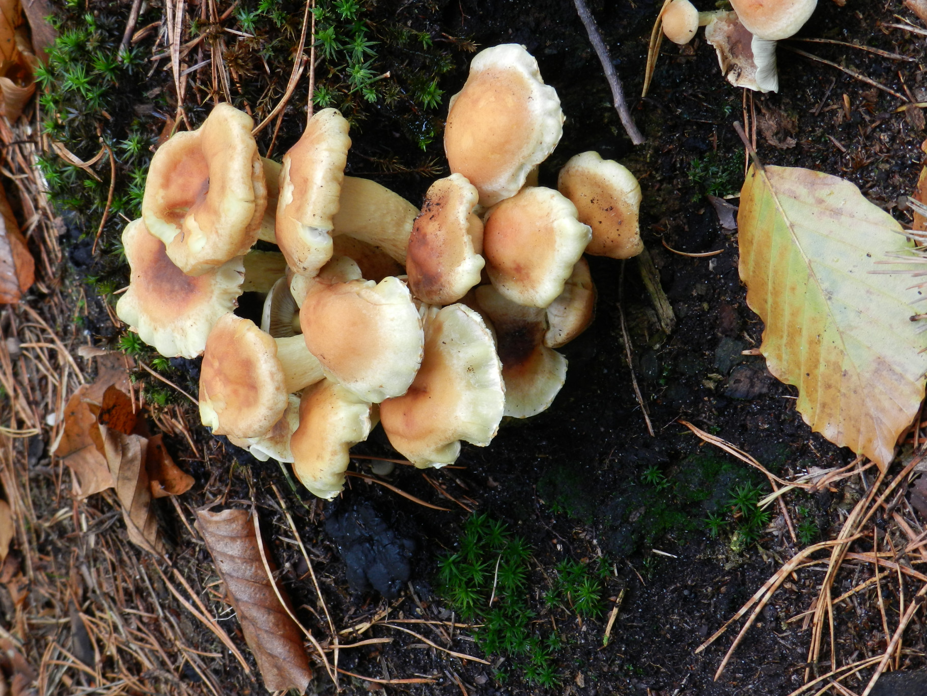 Paddenstoelen excursie