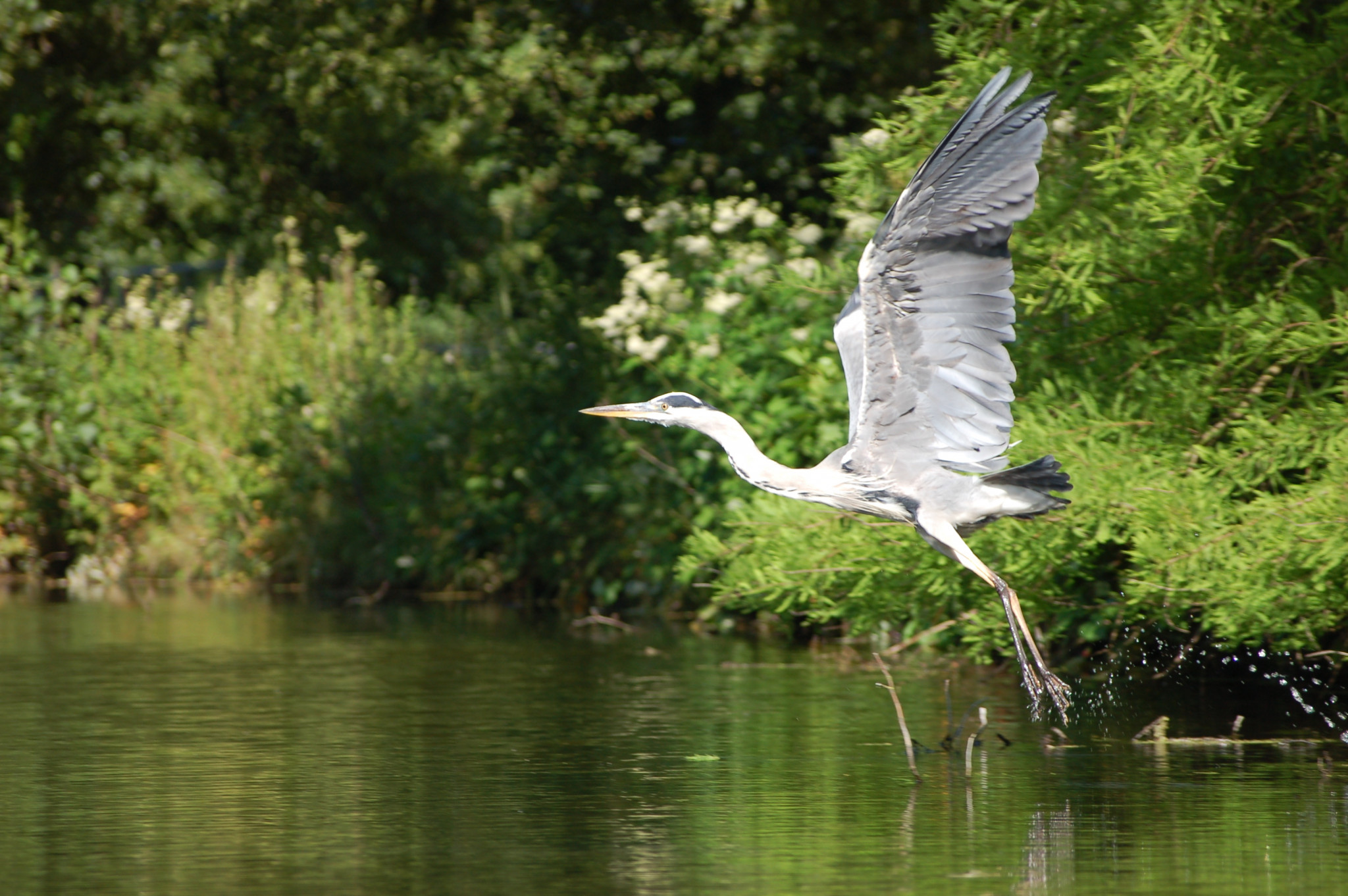 Basiscursus Vogels 5 x