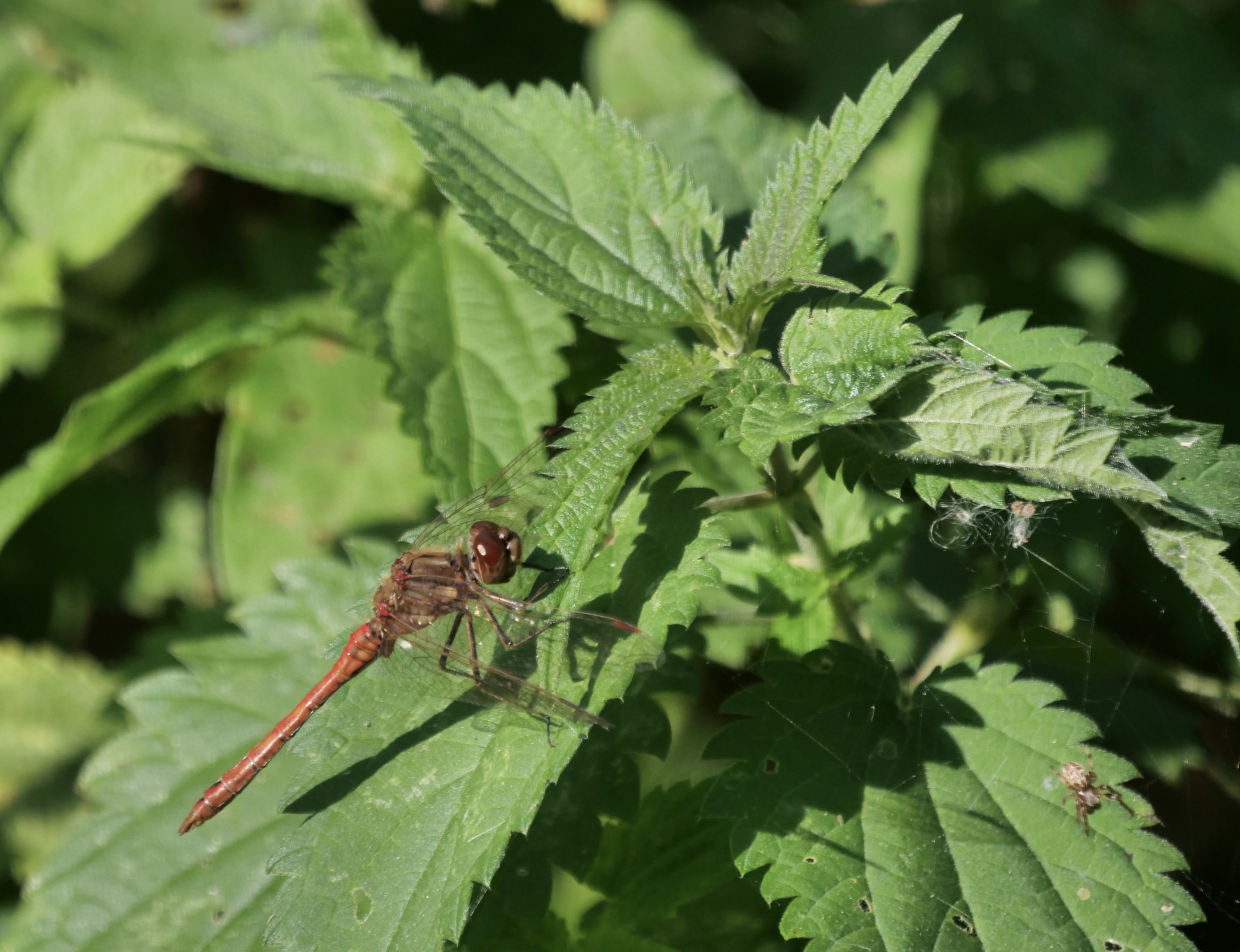Veranderingen in onze libellenfauna