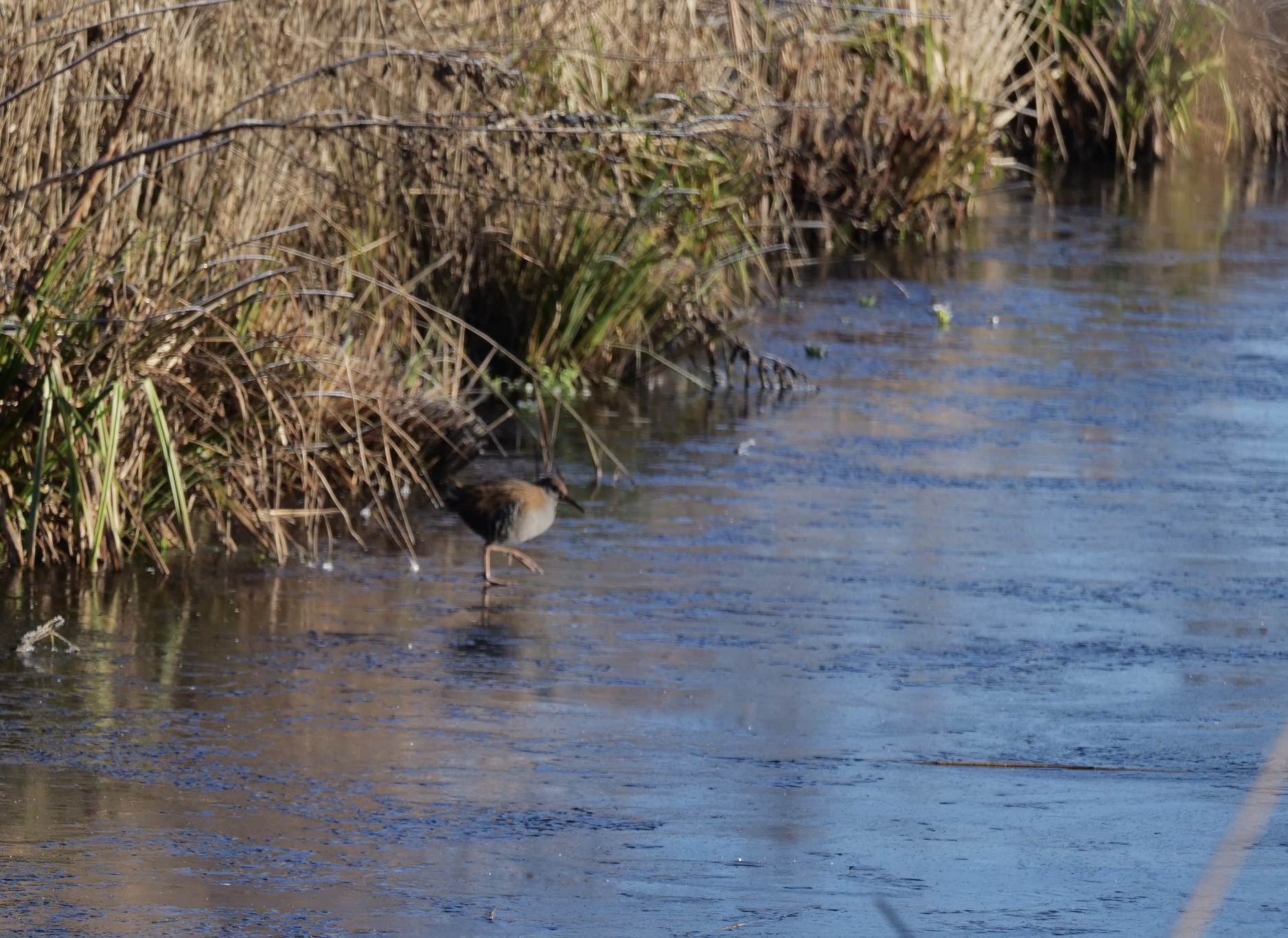 Vogel het uit rond de Petgaten de Veenhoop