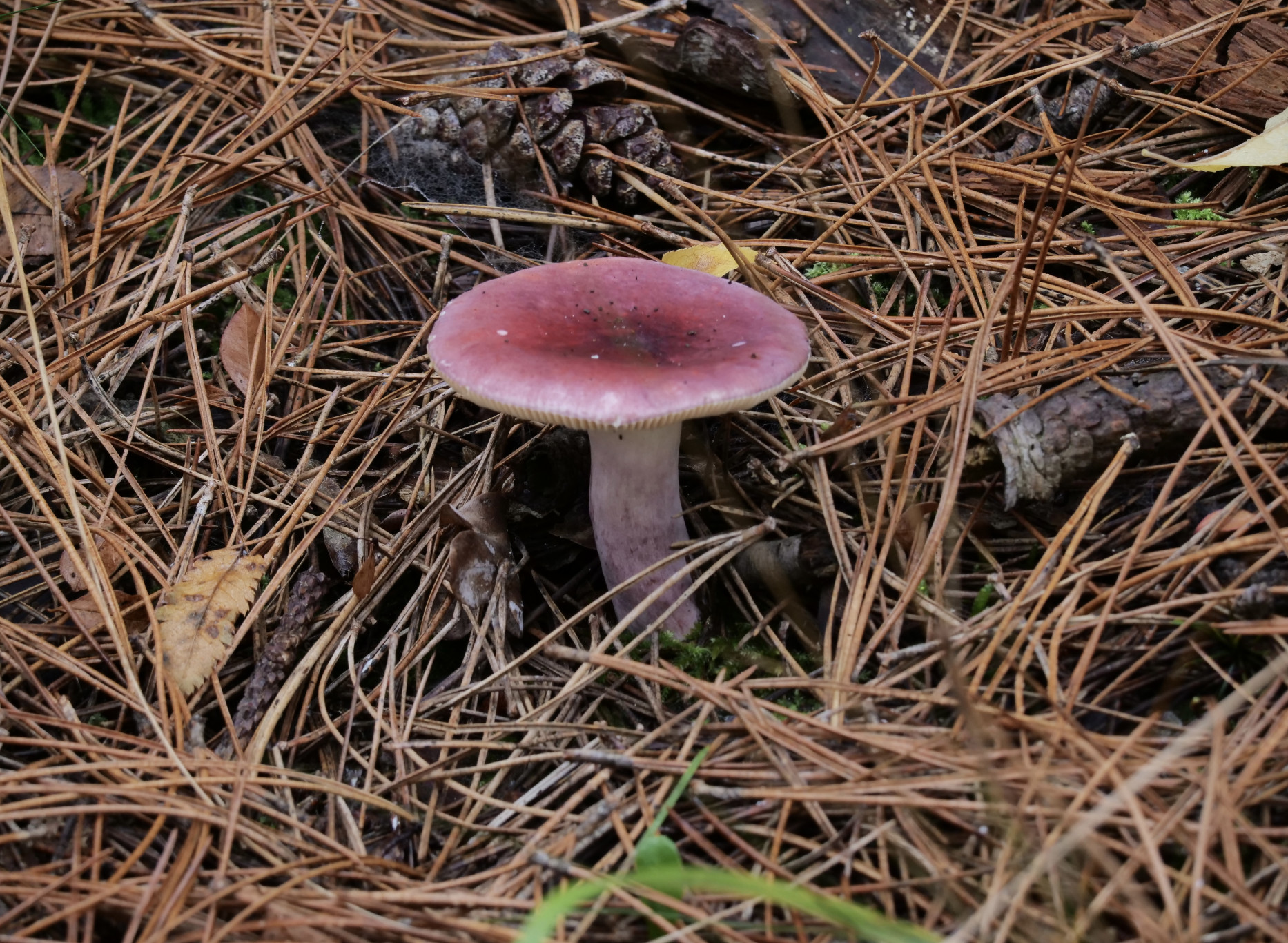 Paddenstoelen excursie