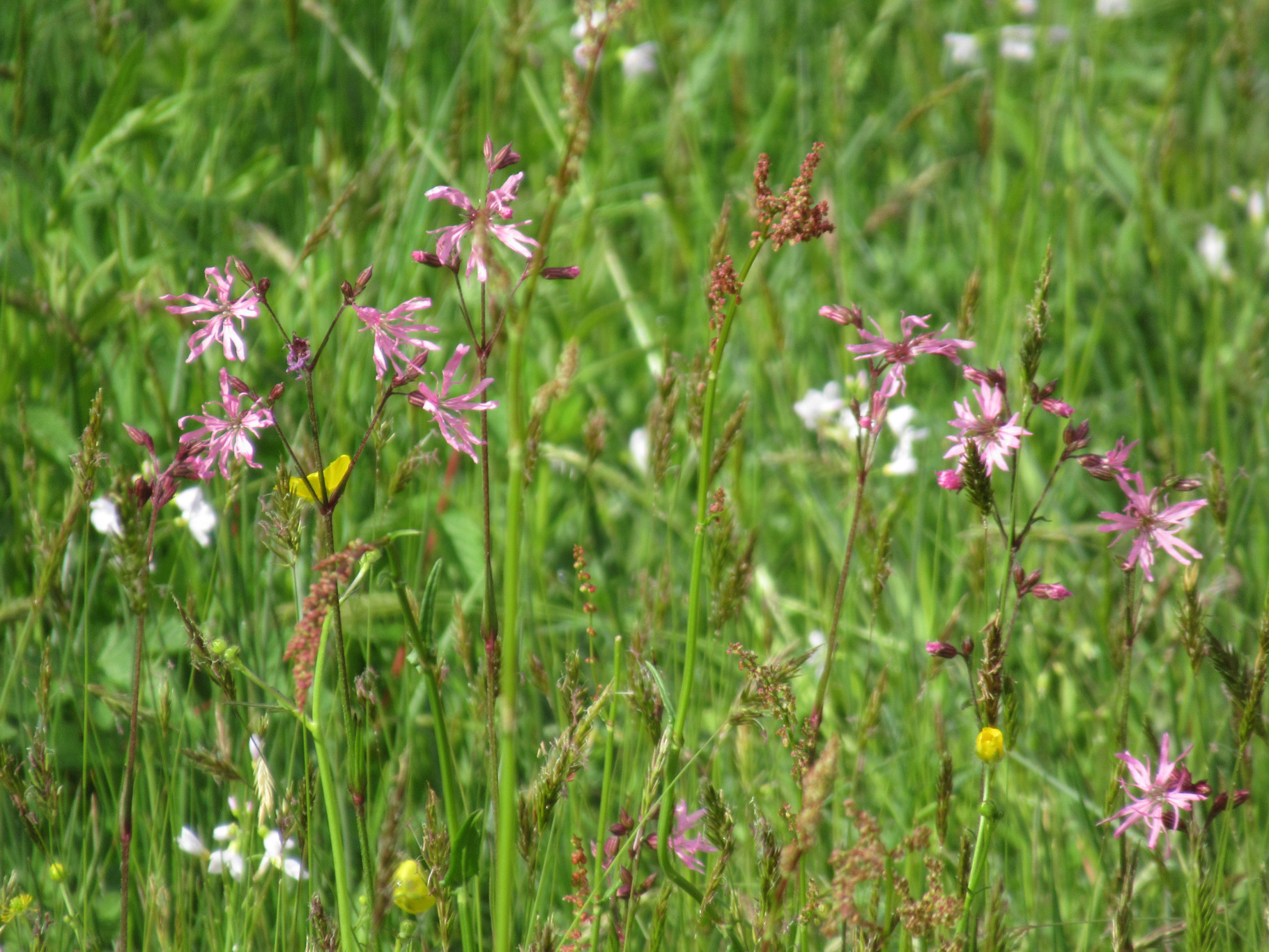 Ochtendwandeling over de Mersken