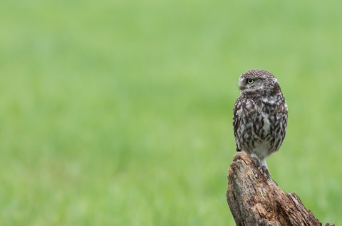 Lezing: Zijn wilde bijen wild???