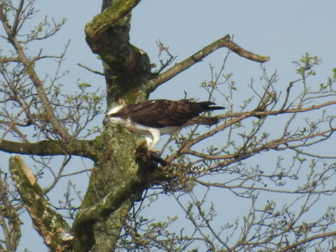 Vogel rust op een boomtak, omringd door jonge bladeren tegen een heldere lucht.